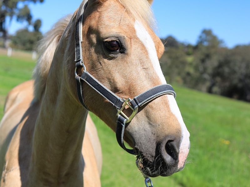 Gorgeous Palomino Welsh Cob Mare