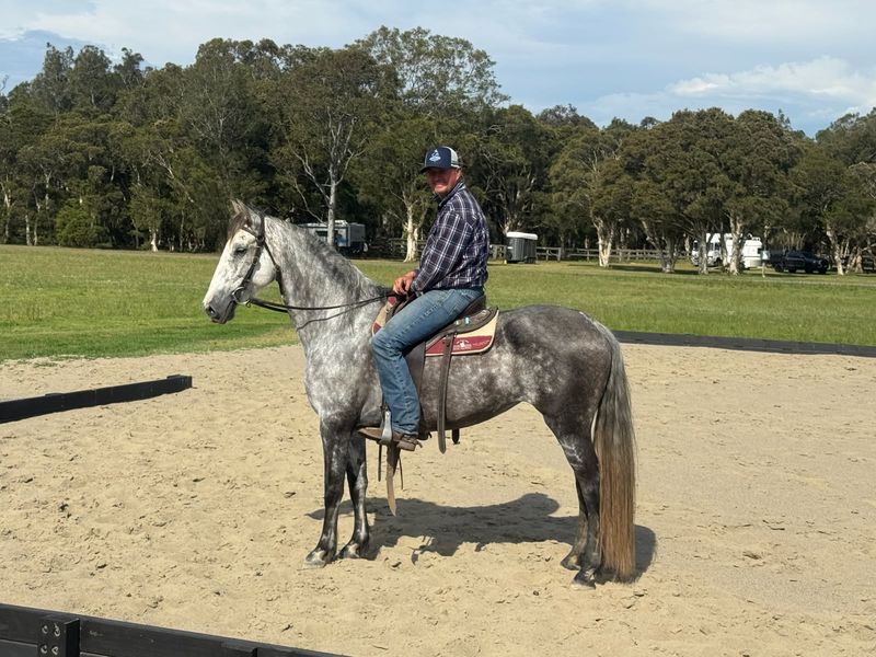 Stunning Andalusian Mare