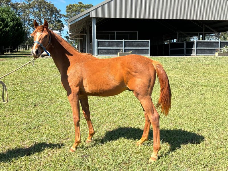 Soencer - 1yo warmblood colt