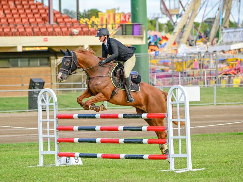Schoolmaster jumping mare 