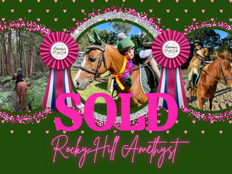 Rocky Hilly Amethyst - Superstar 'beginner's pony