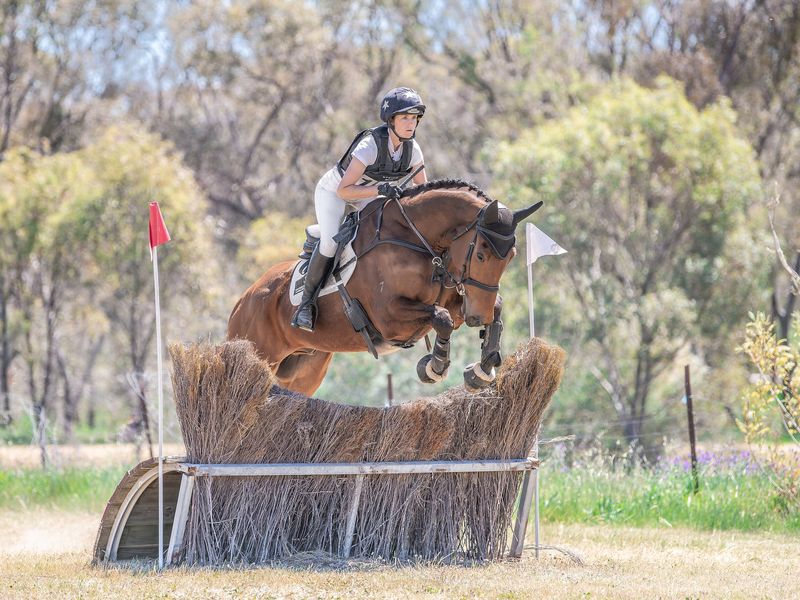 Talented Young Event Horse