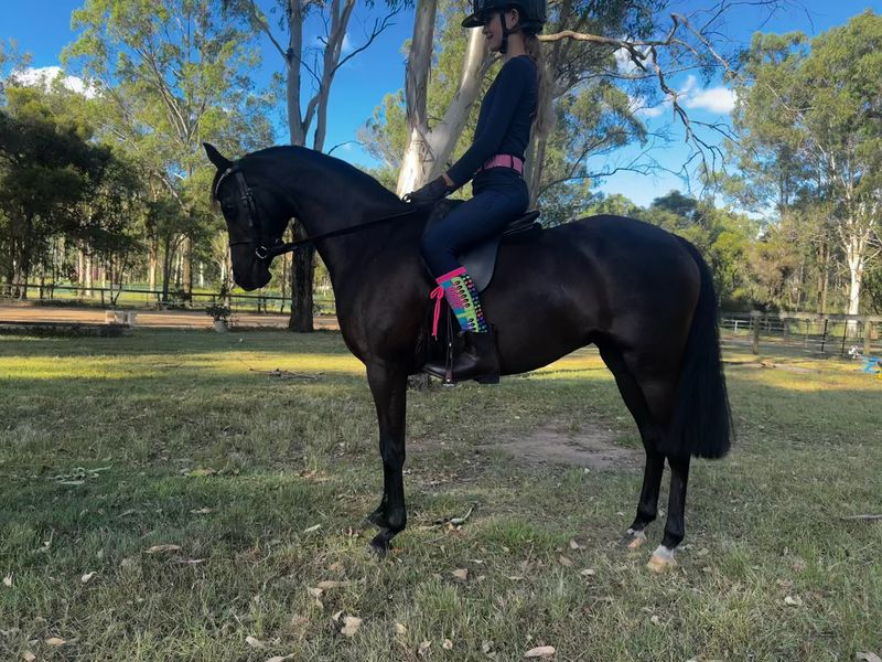 Outstanding Riding Pony Mare - Entered GN