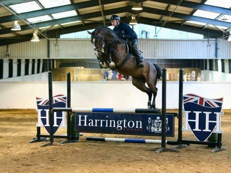 Stunning Jumping Breed Gelding