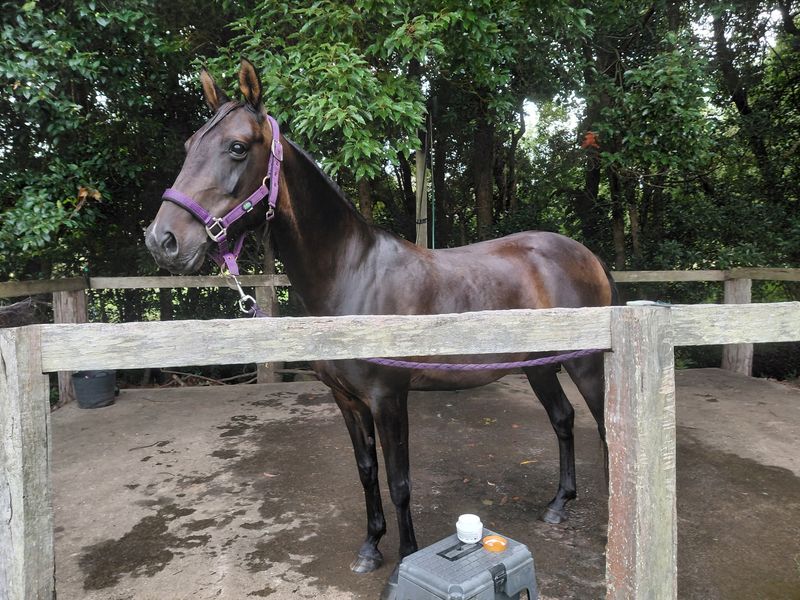 Companion Mare Breeding Free
