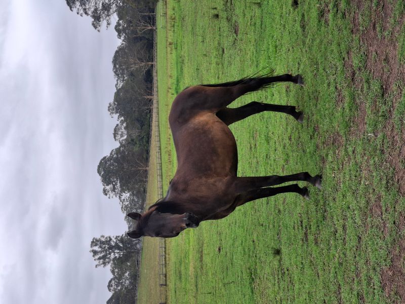 Companion Mare Breeding Free