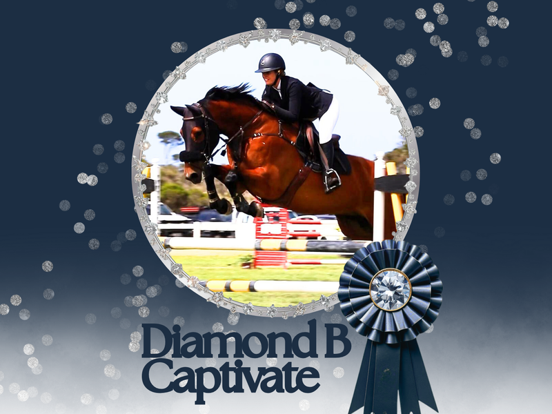 Diamond B Captivate - young WB 110-120 Showjumper