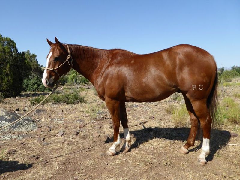The handsome Gelding 