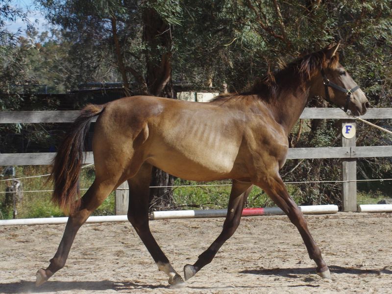 Bred to jump, stunning buckskin gelding