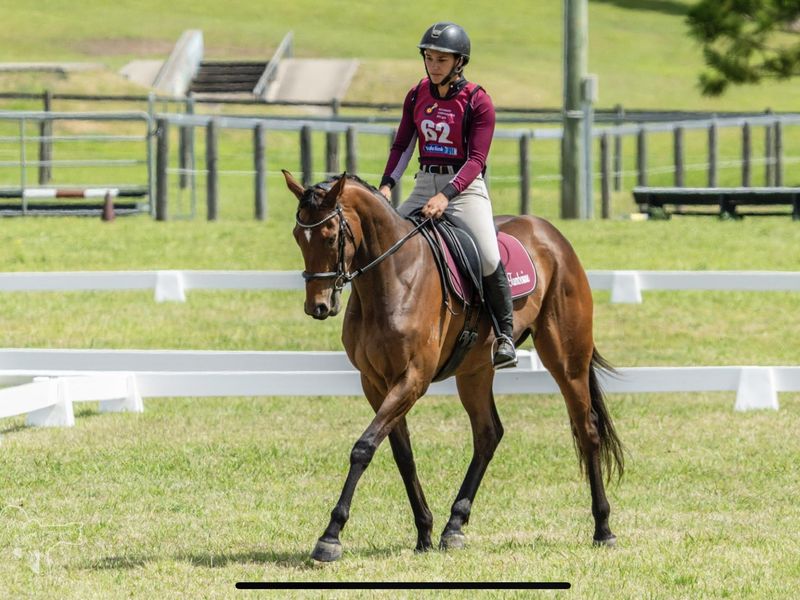 Talented Young Horse