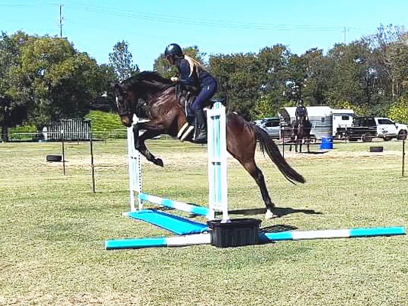 7 yr OTT TB Gelding 