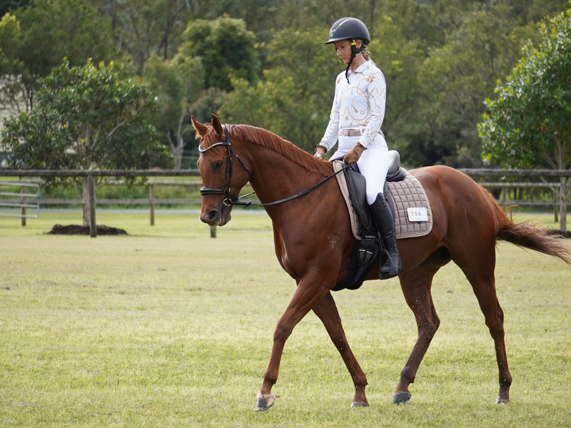Quality OTTB Mare – Dressage & Performance