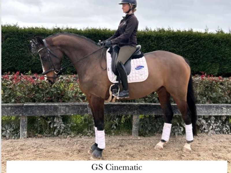 Stunning young Warmblood