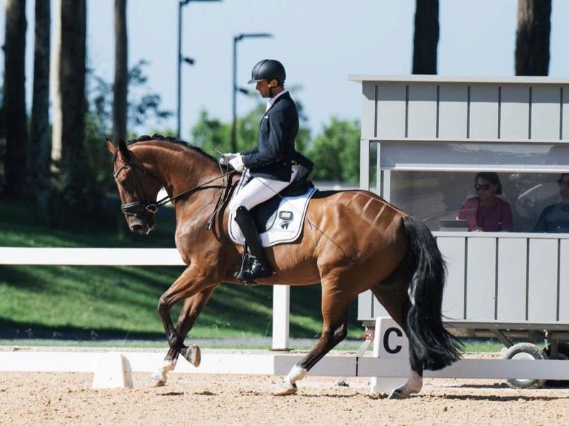 Medium Warmblood Gelding