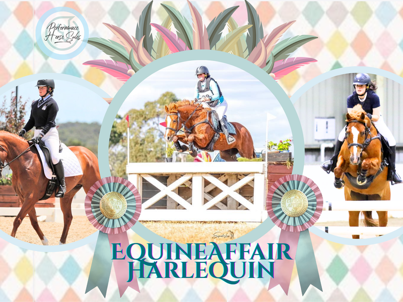 Equineaffair Harlequin - Superstar WB 1* Eventer