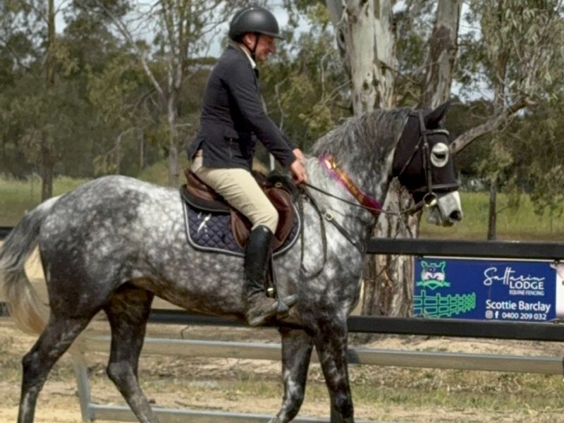 Stunning 7yr old Dapple Grey Warmblood