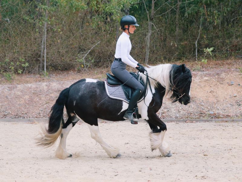 Gorgeous Piebald Gypsy Cob Mare