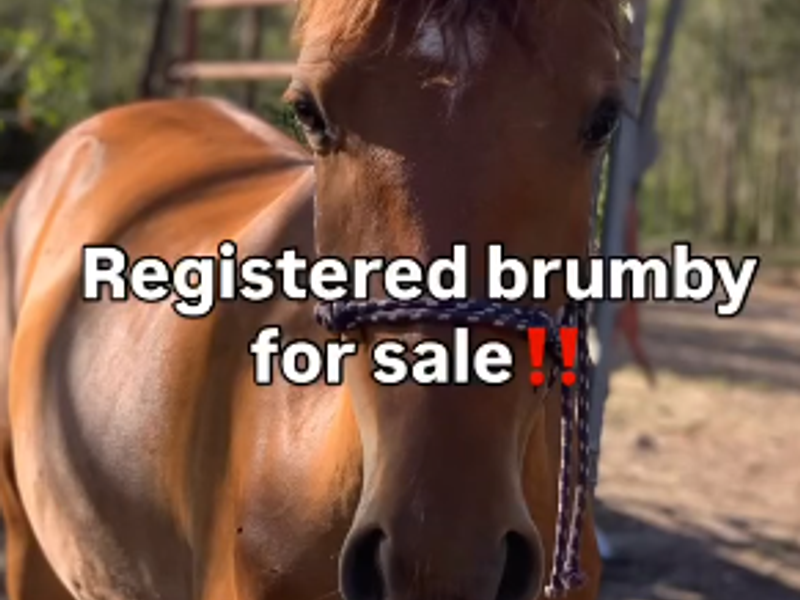 Toroola registered brumby for sale!