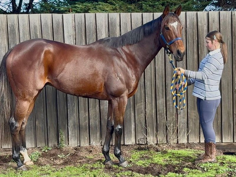 Free to approved home - 8yo TB gelding Gear up
