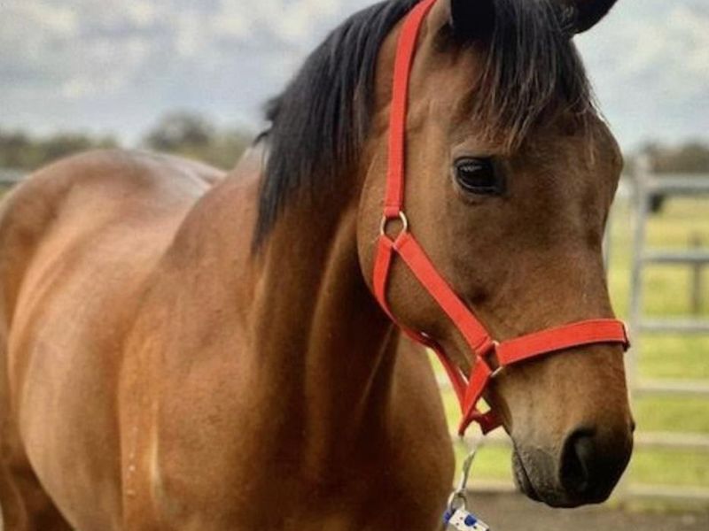 Sensible 12yo Bay TB Gelding 16h