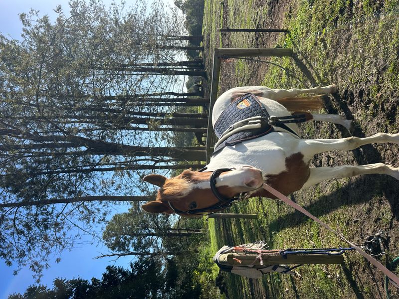 Beautiful project pony