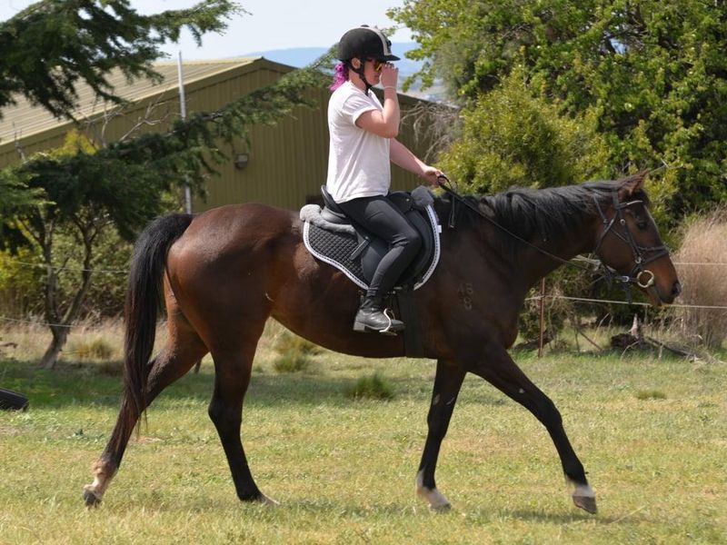 Stunning thoroughbred mare