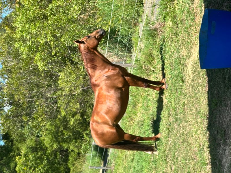 10yo Warmblood Mare–Proven Showjumper, Dressage or