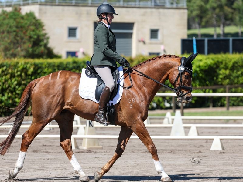 "Des" Deciding Vote 12yo, 16hh, Chestnut TB