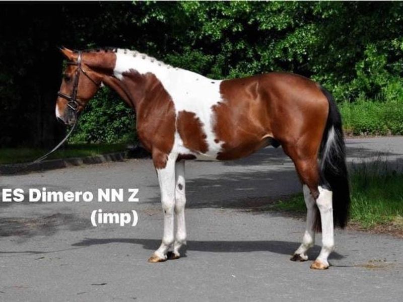 Imported Pinto Diamant de Semilly stallion @ Stud!