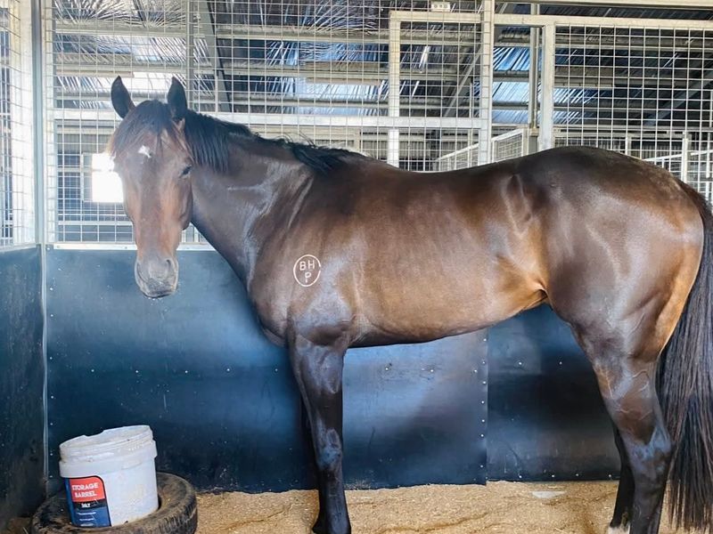 OTT Thoroughbred Gelding 