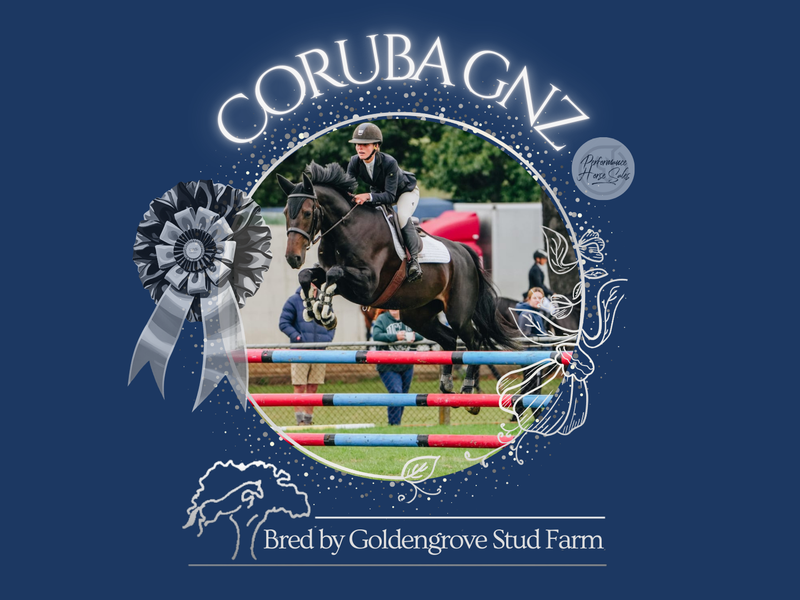 Coruba GNZ - exceptional 120 SJ 6 yo WB mare