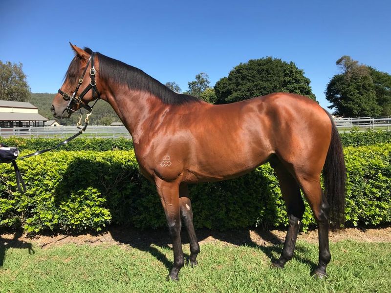 AWESOME SON: STUNNING, KIND & RELIABLE ALL-ROUNDER