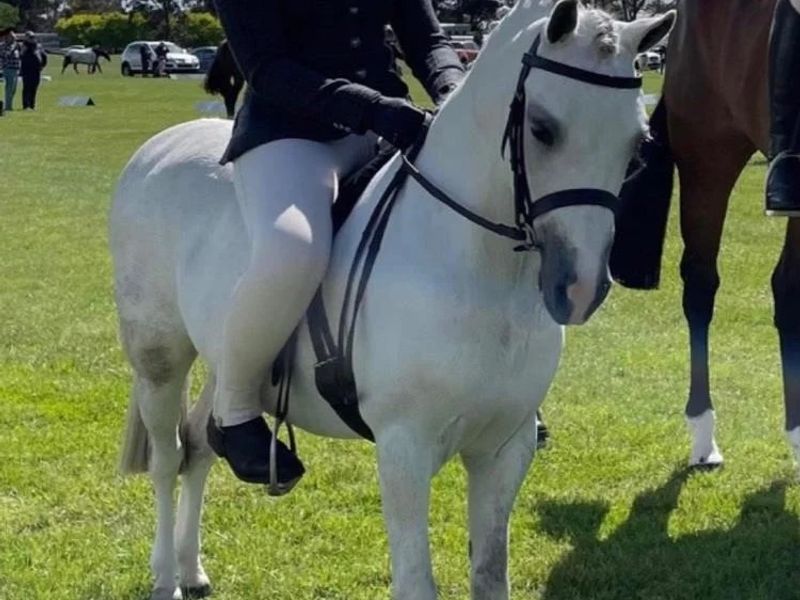 Bamborough Kerfuffle (Millie)