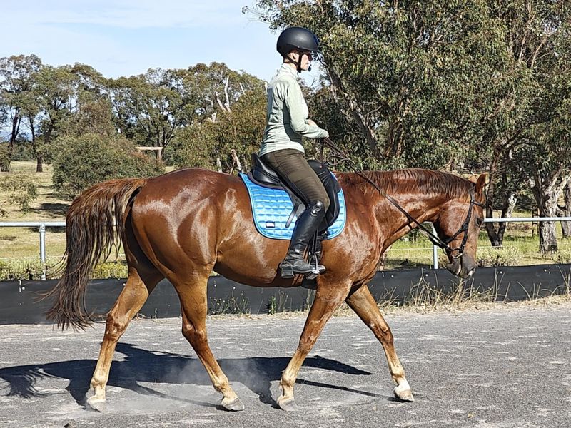 Dressage Schoolmaster WANTED for para rider