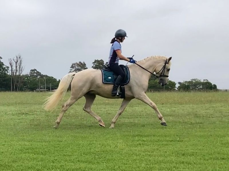 Advanced Dressage Iberian 