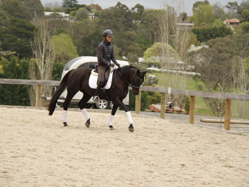 BEAUTIFUL, BLACK, PERFORMANCE MARE