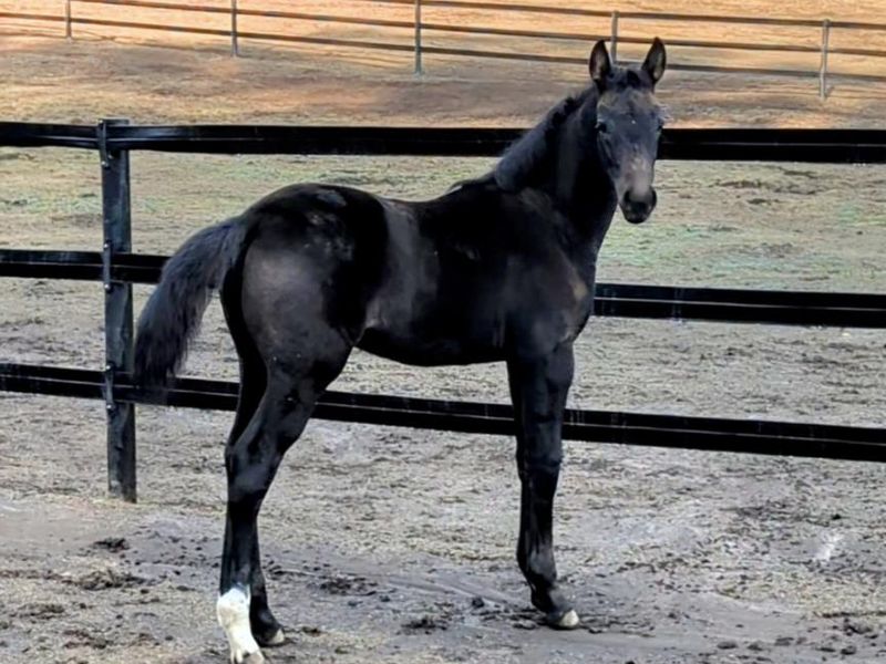 Hickstead White/ C. Obolensky/ Baluga Filly