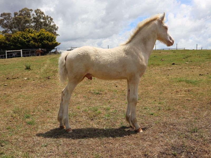 Cremello Performance Welsh D