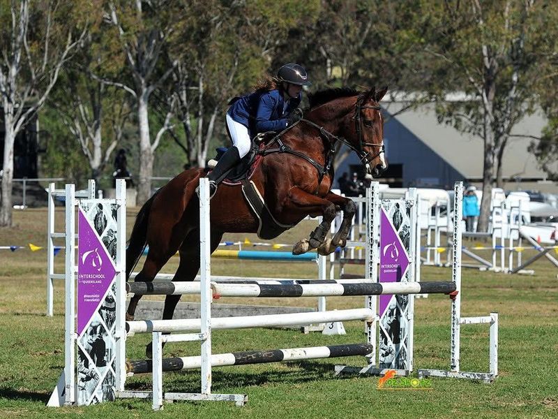 Geronimo – Competitive OTT Showjumper