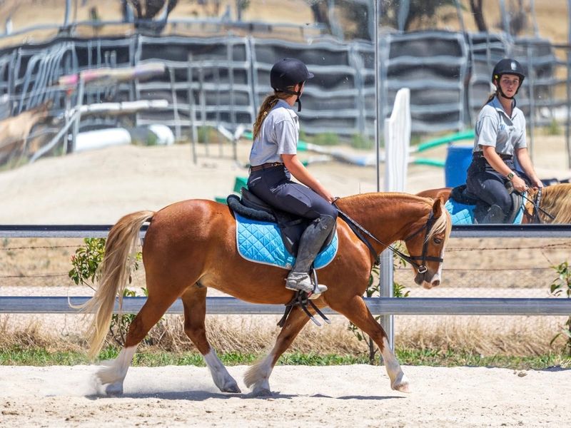 Nawarrah Park Roger Rabbit