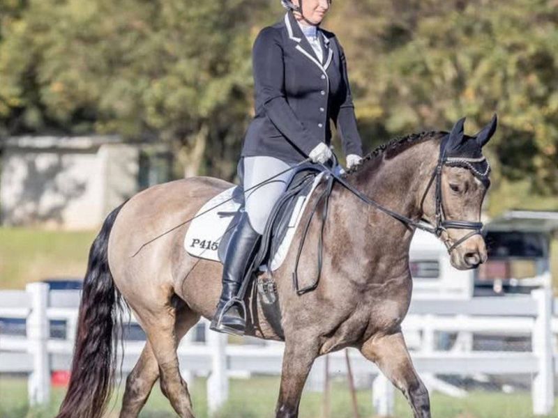 7 Year Old 14.1hh Warmblood x Welsh