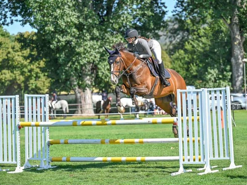 A Nice Horse Now For Sale