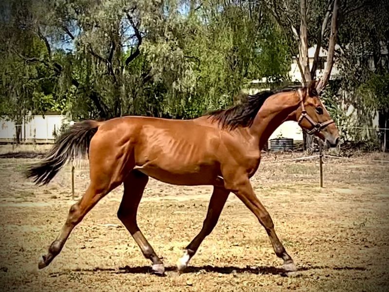 Quint Horta x Cera Quantro x Lux Z