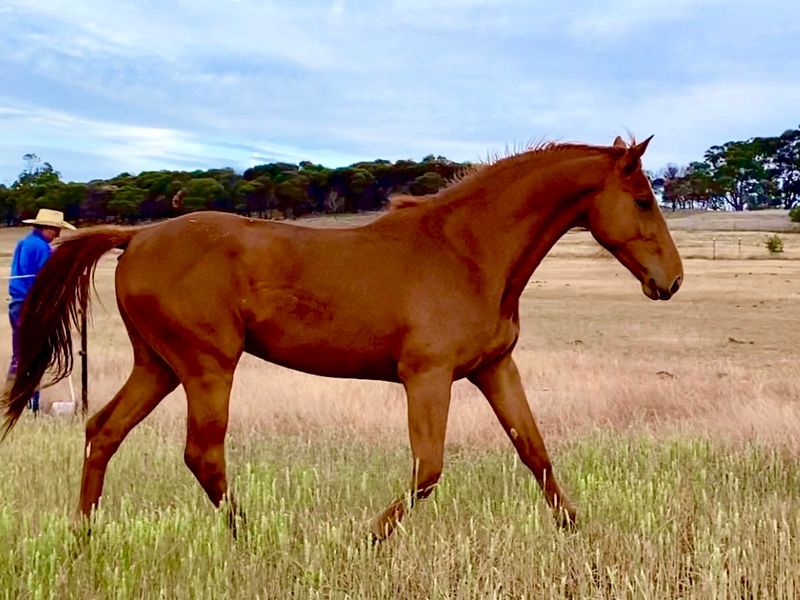 Cera Quantro x Glasgow vt Merelsnest x Champion FP