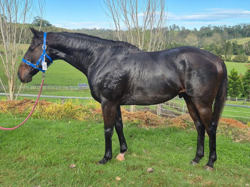 Super, solid & Handsome TB All-rounder