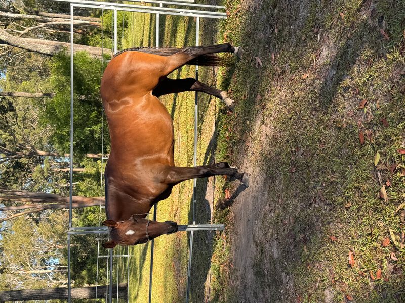 Stock Horse x Quarter Horse