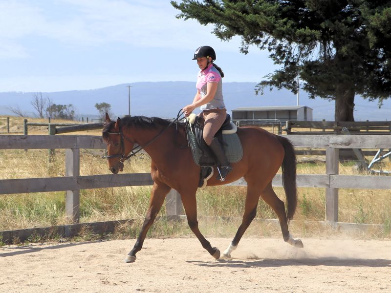 Kind 4yo Gelding