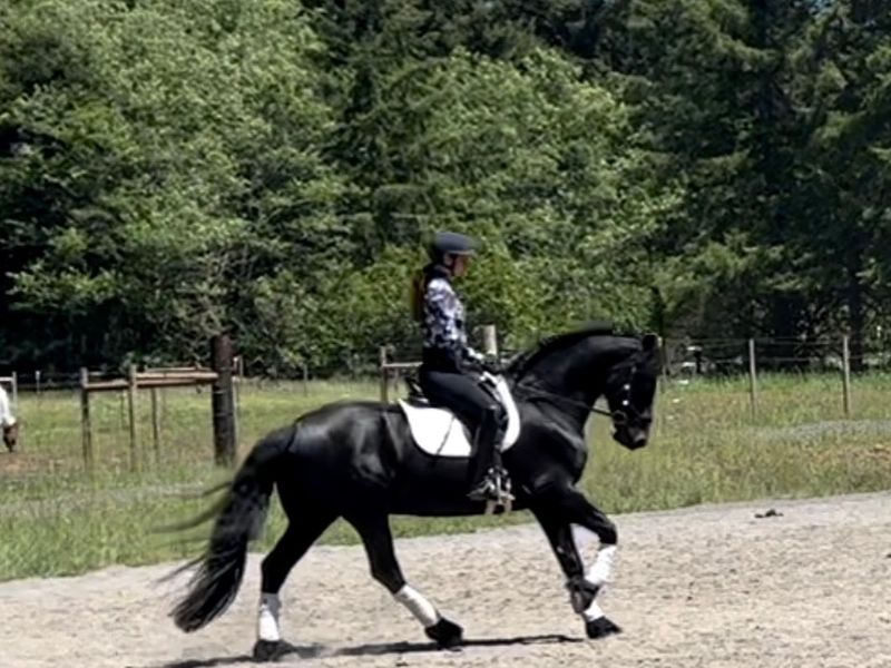 Black beauty 17h gelding