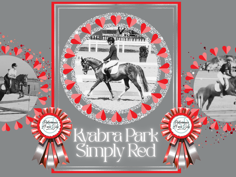 Kyabra Park Simply Red - dressage, show, eventer