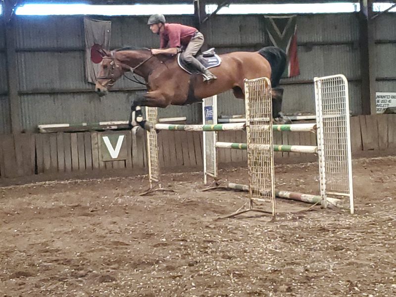 "Czuko"  17.2hh 8yo Contenda-Chacco Blue